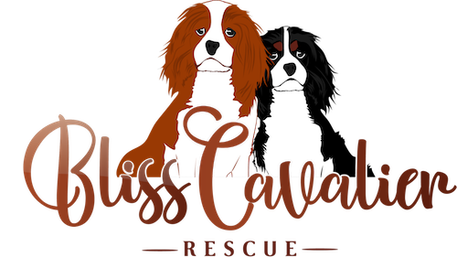 cavalier rescue