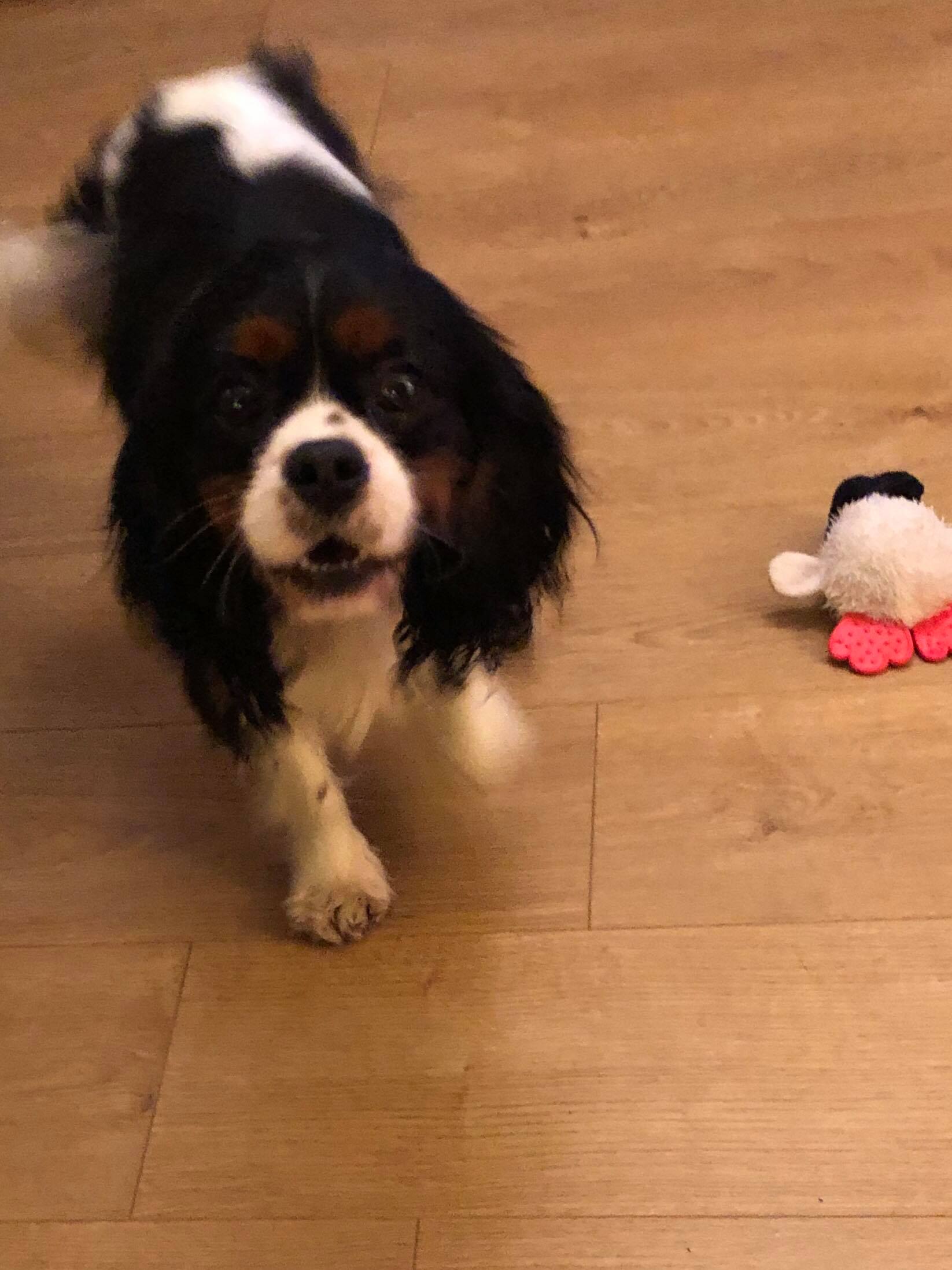 Ace Tricolour Cavalier age 2