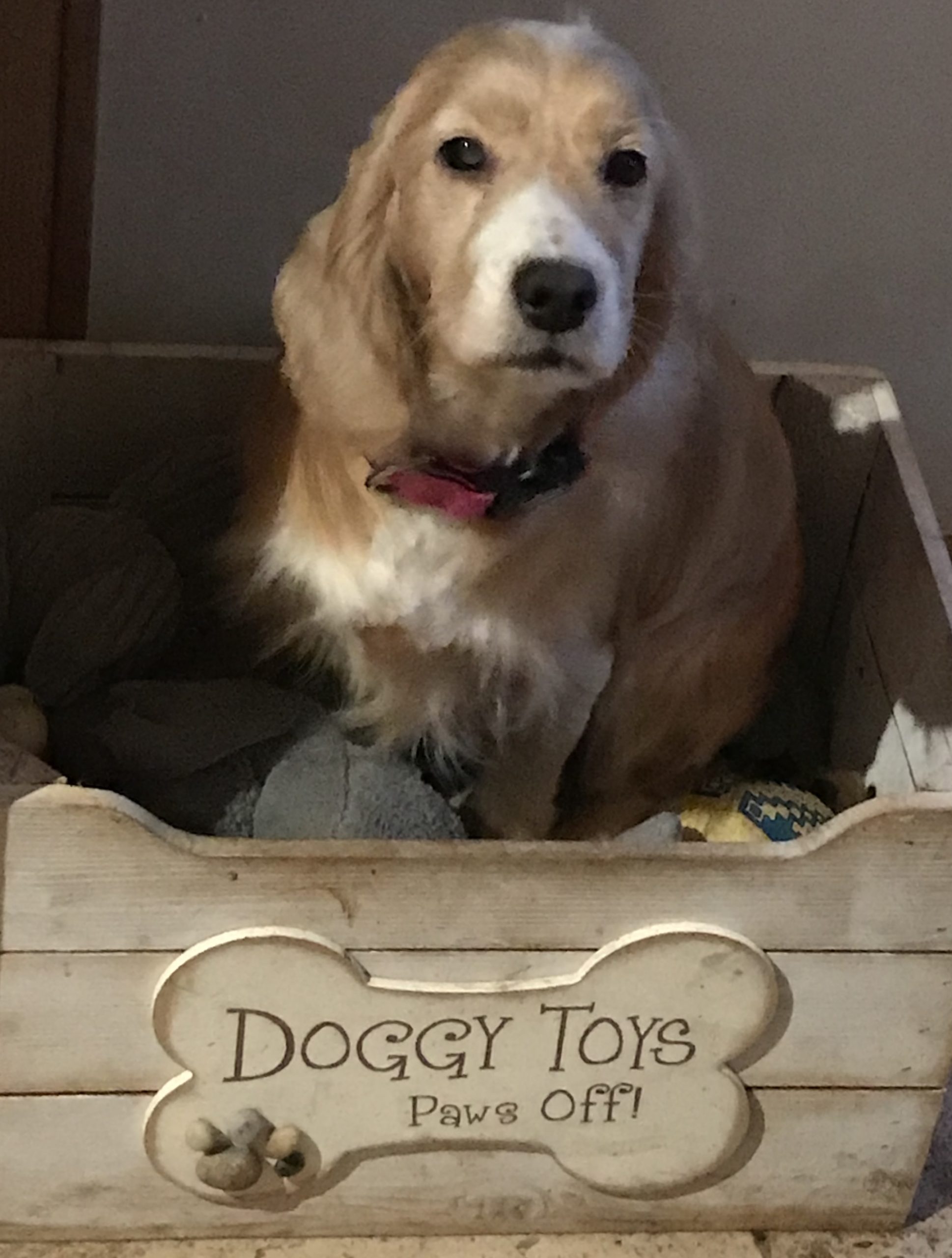 Rosie Golden Cocker Spaniel