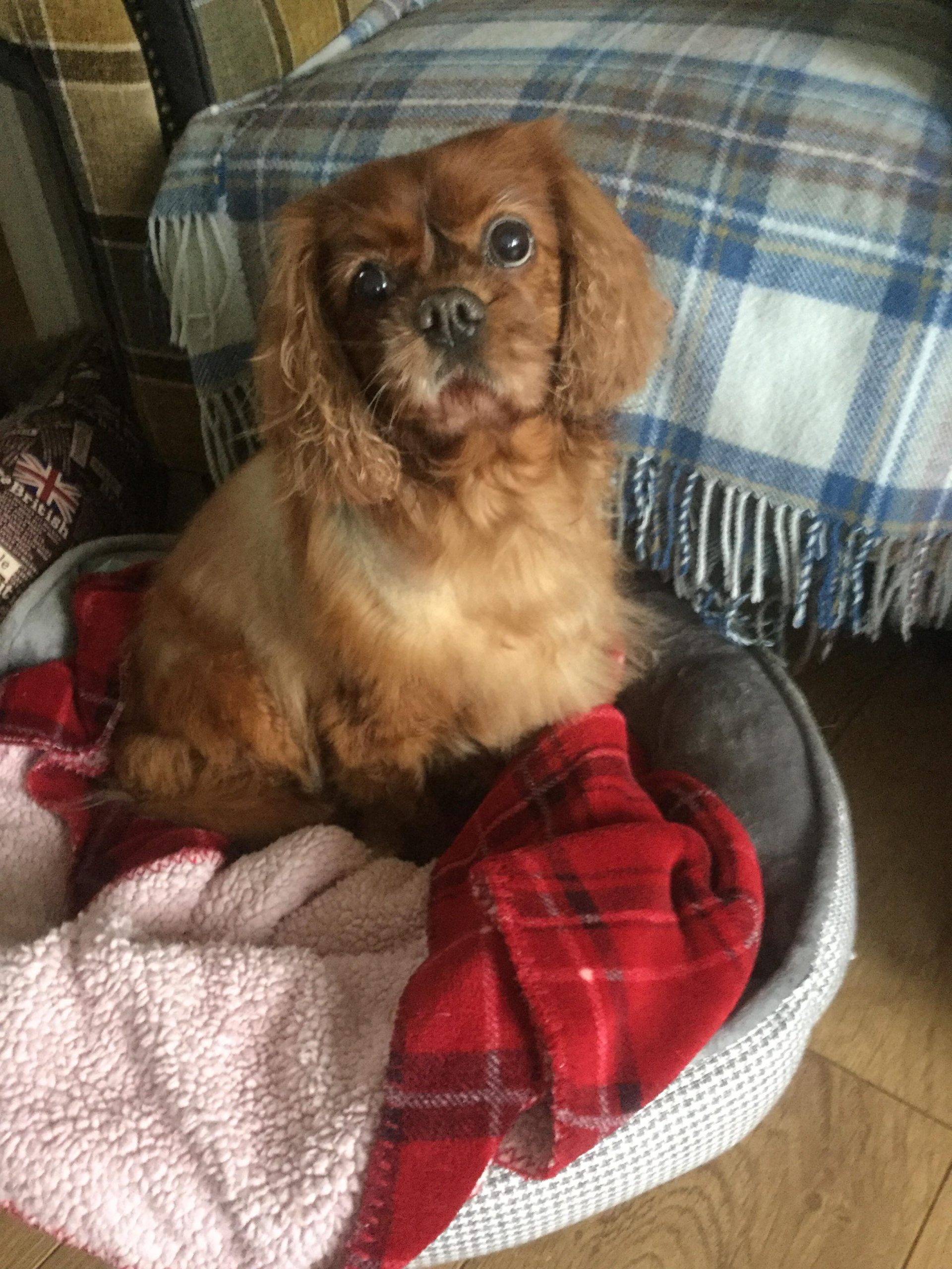 Sandy Ruby Cavalier age 10