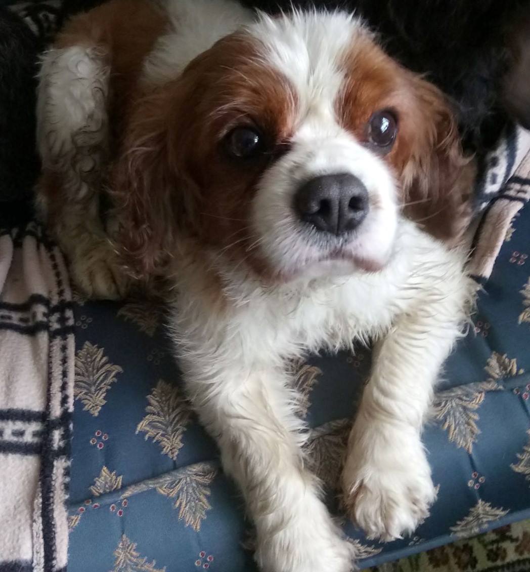 Charlie age 7 Blenhiem Cavalier