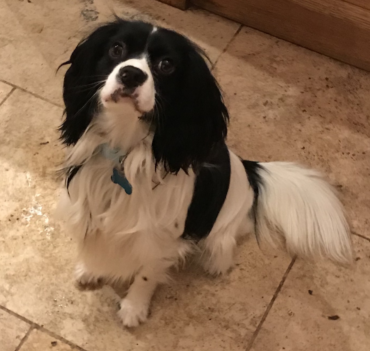 Bobby age 1 Cavalier X Cocker Spaniel
