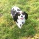 Molly Tricolour Cavalier age 5