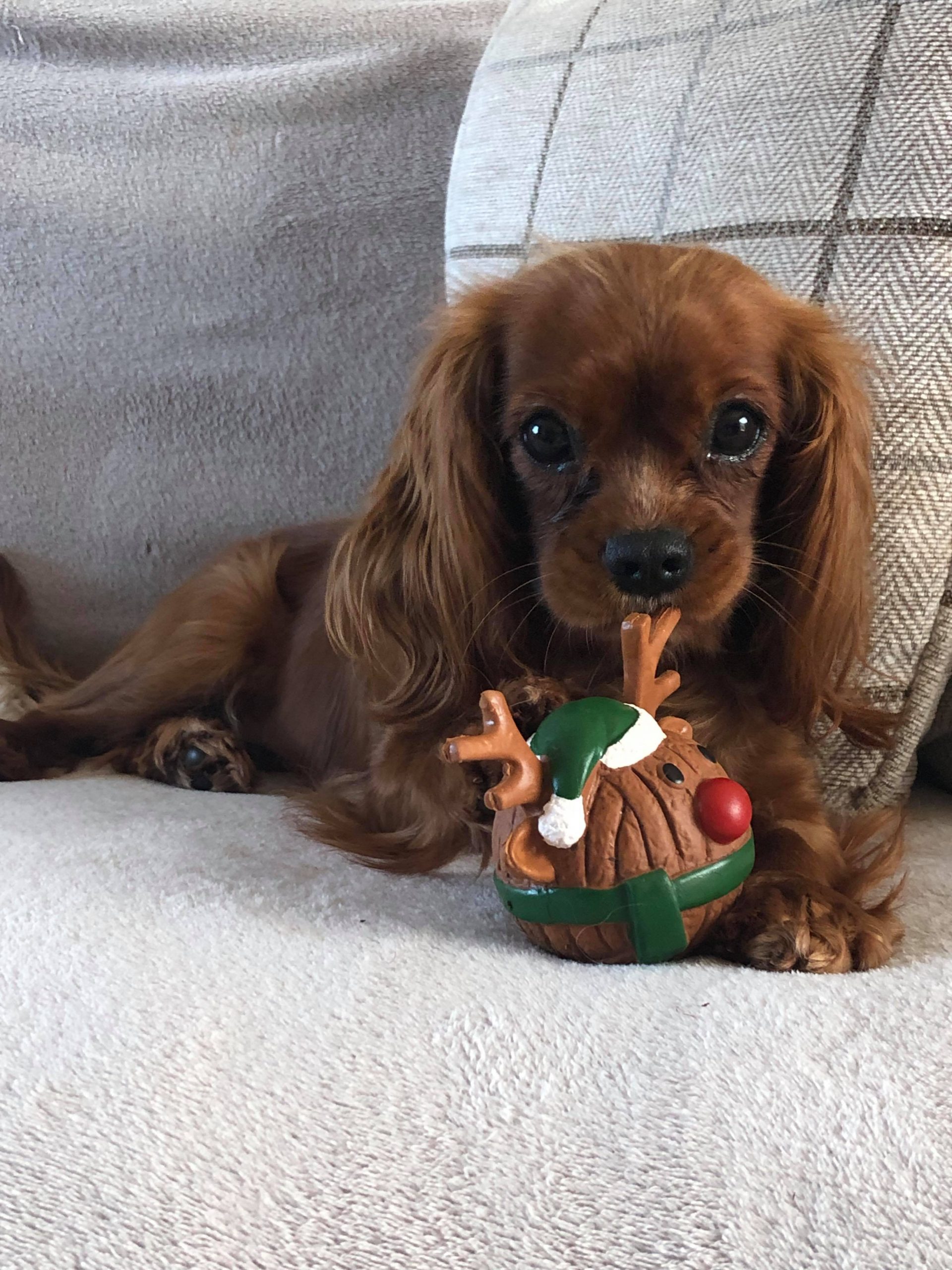 Nellie Ruby Cavalier age 1