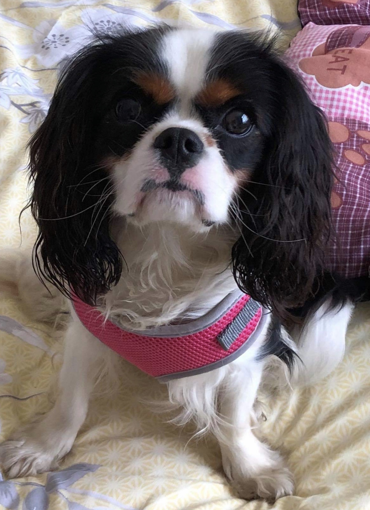 Charlie Tricolour Cavalier age 10 months