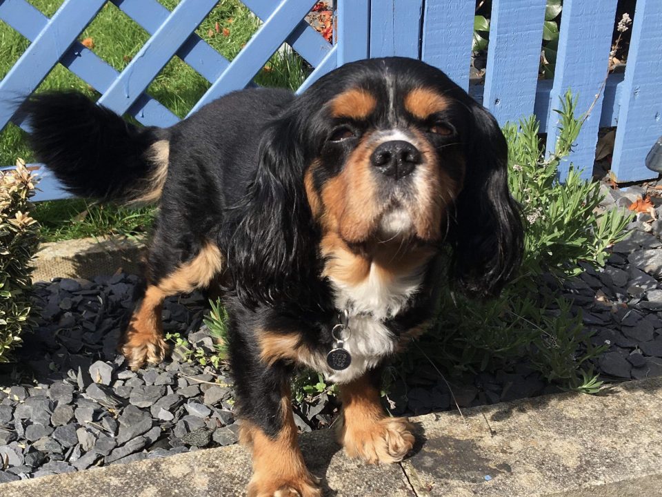 Max black and tan Cavalier age 6