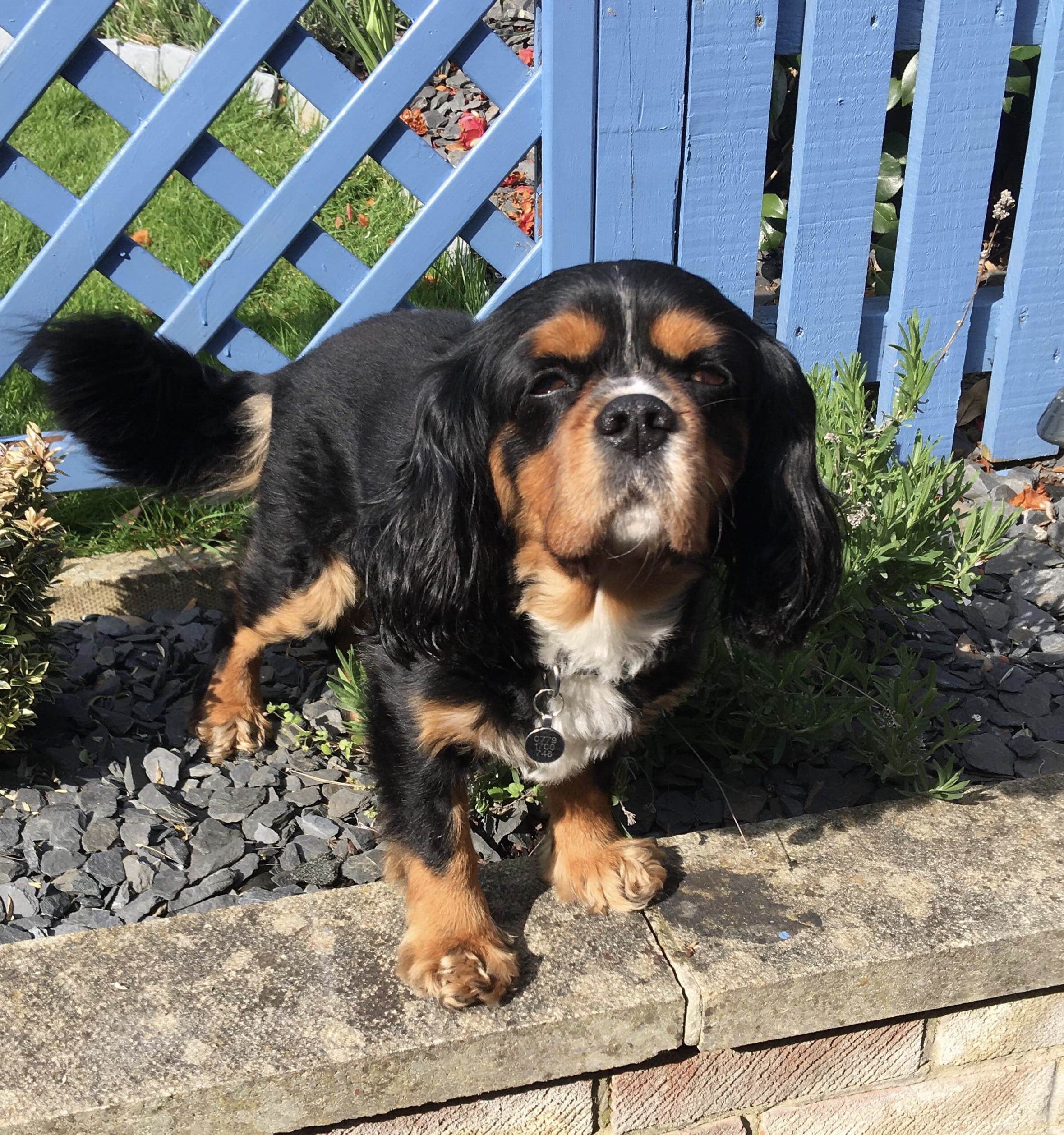 Max black and tan Cavalier age 6