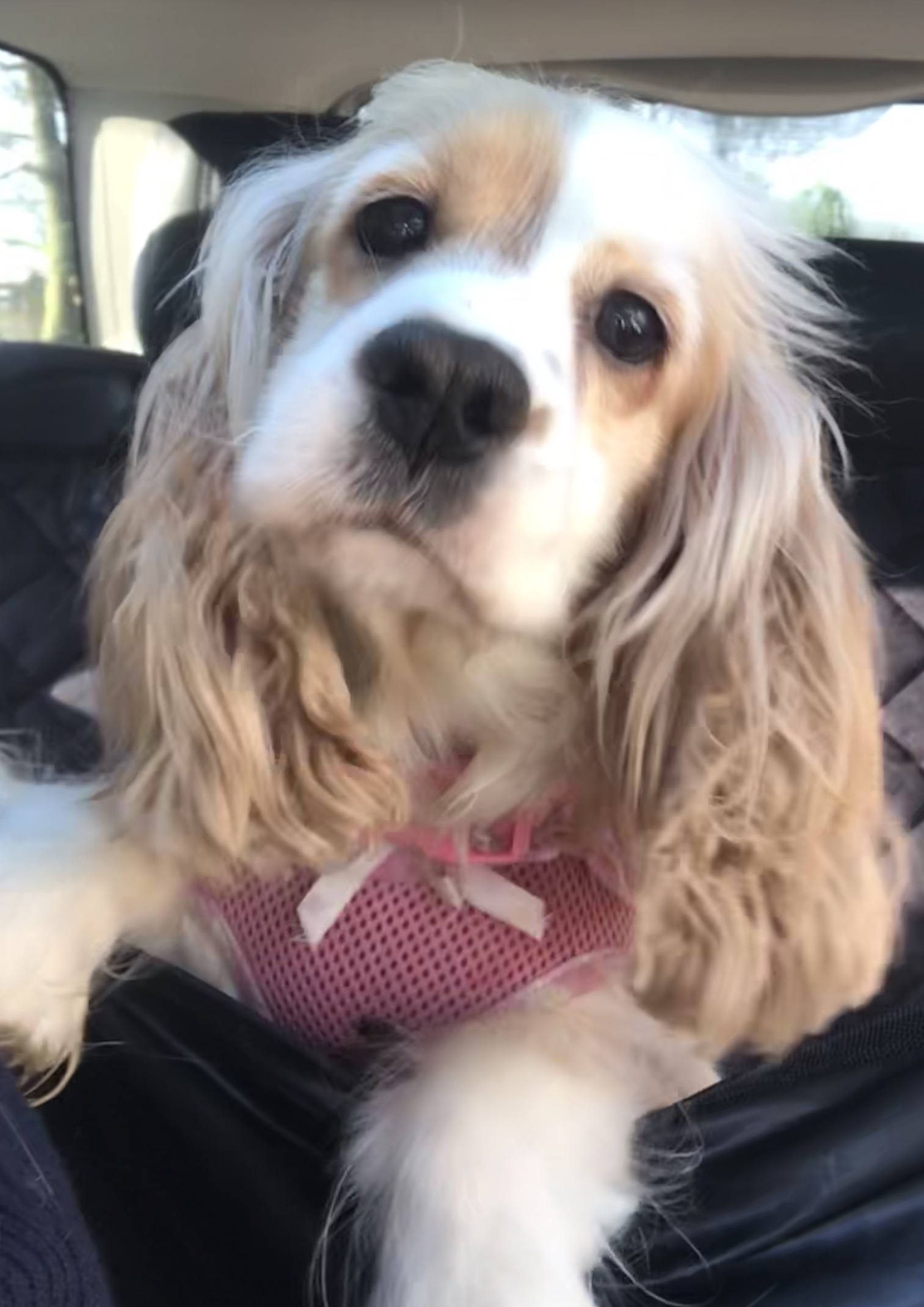 Peaches American x English Cocker Spaniel