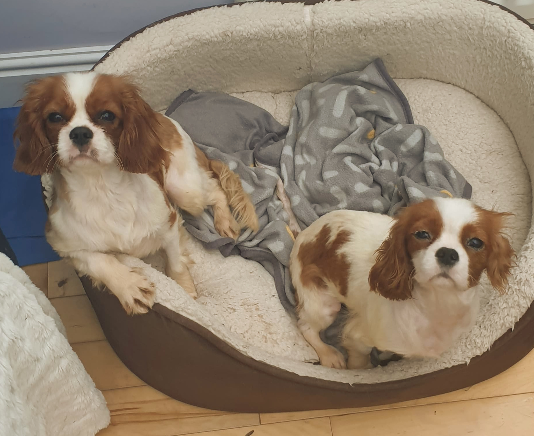 Izzy and Dora Blenhiem Cavalier girls age 1 year