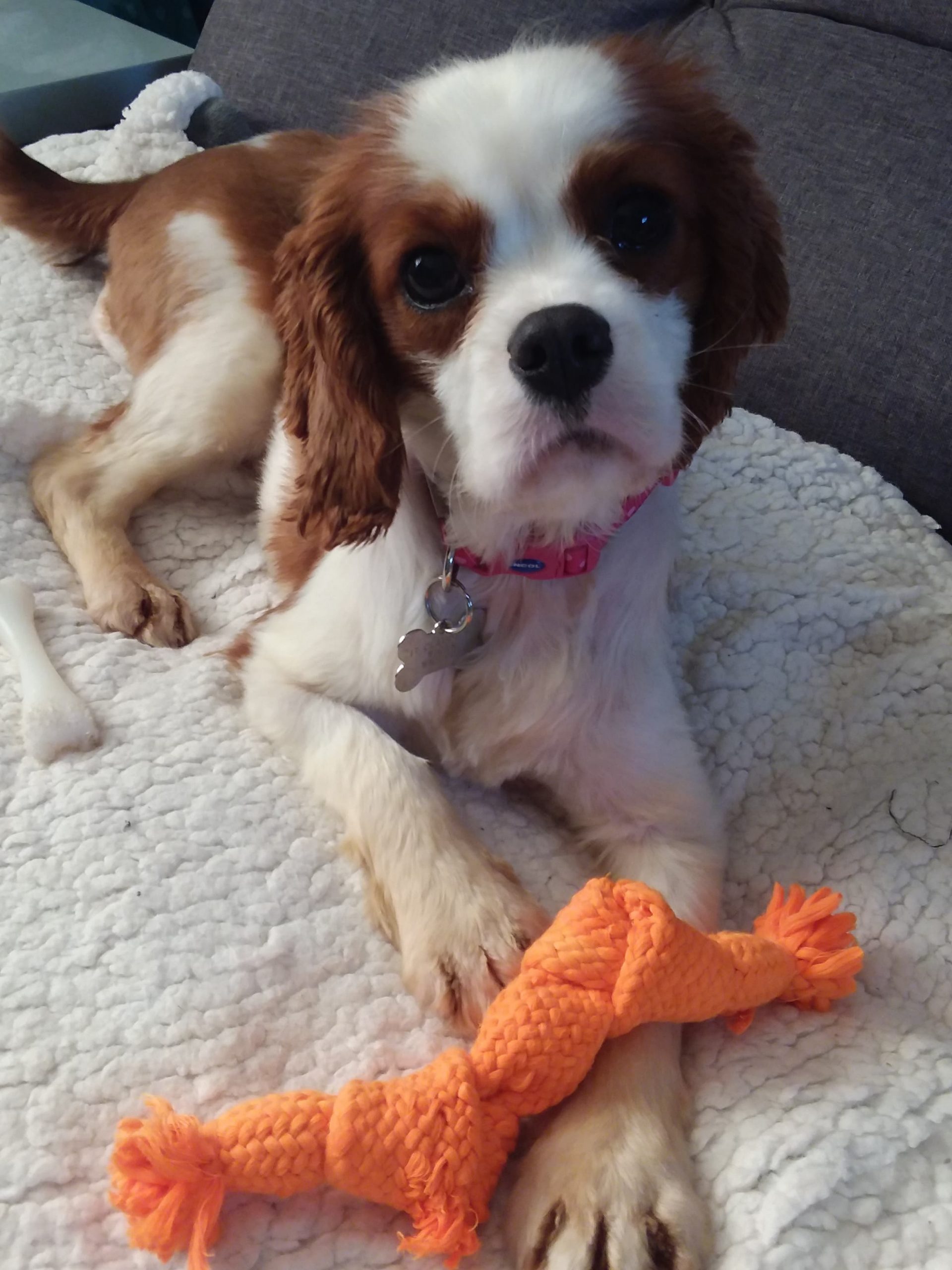 Shelley Blenhiem Cavalier age 1
