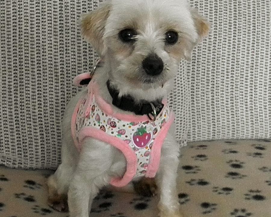 Pebbles age 3 Maltese x Bischon