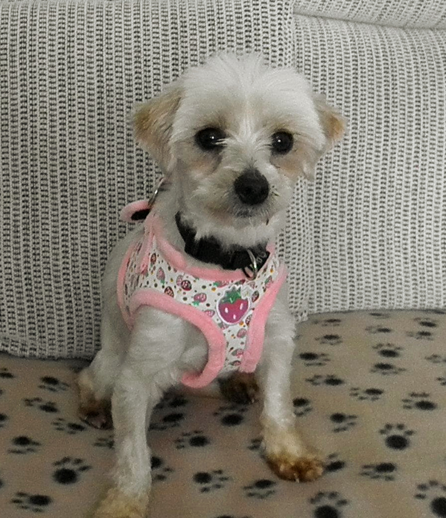 Pebbles age 3 Maltese x Bischon