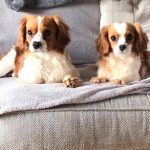 Gatsby and Gabby 15 months old Blenhiem Cavaliers