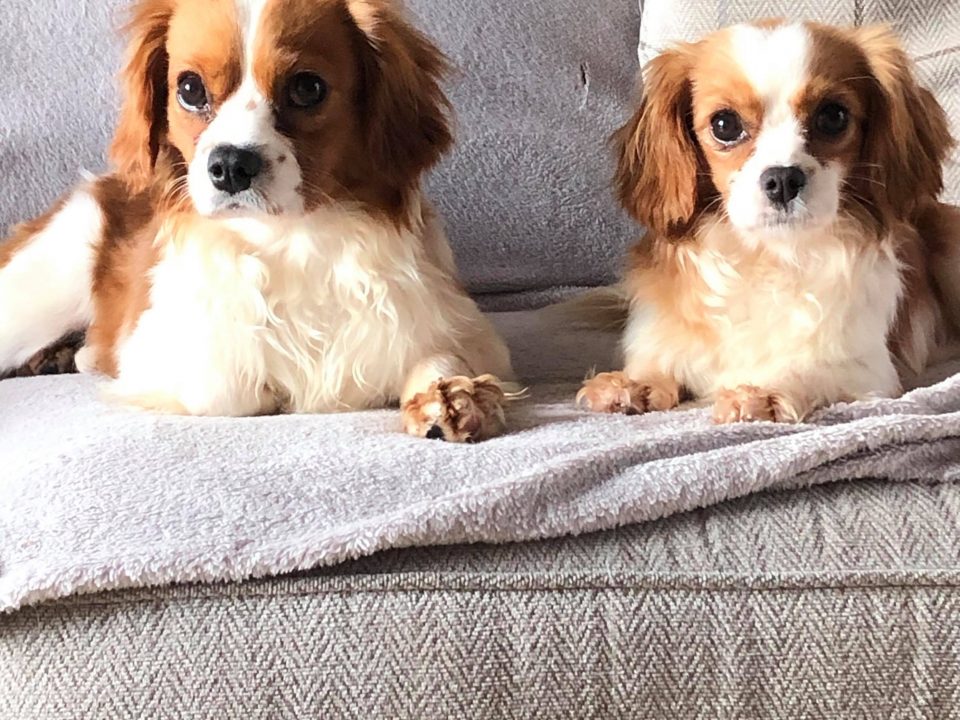 Gatsby and Gabby 15 months old Blenhiem Cavaliers