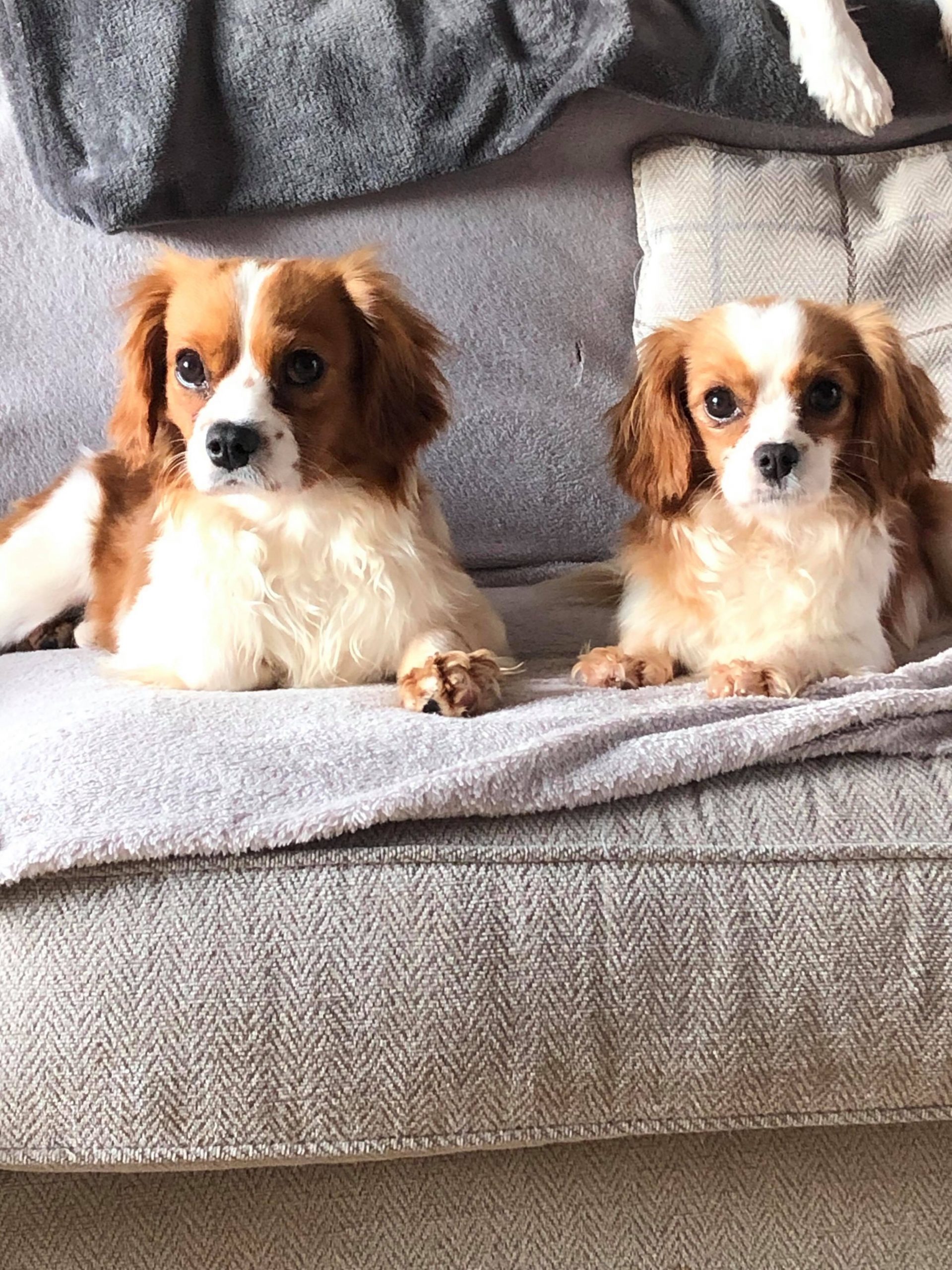 Gatsby and Gabby 15 months old Blenhiem Cavaliers