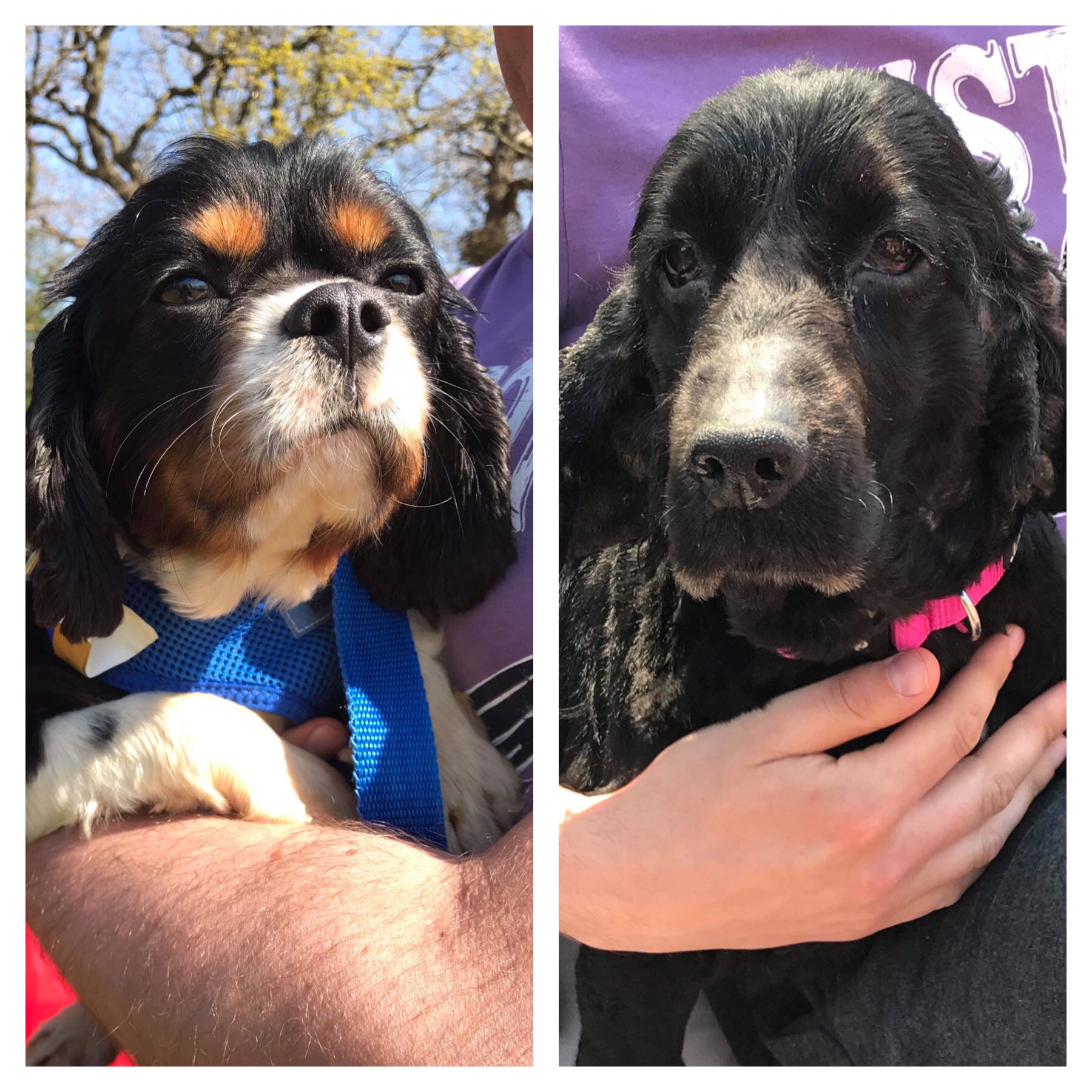 Snoopy Cavalier and Luna Cocker