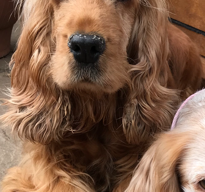 Hettie Red Cocker Spaniel age 6