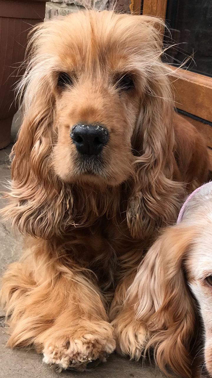 Hettie Red Cocker Spaniel age 6