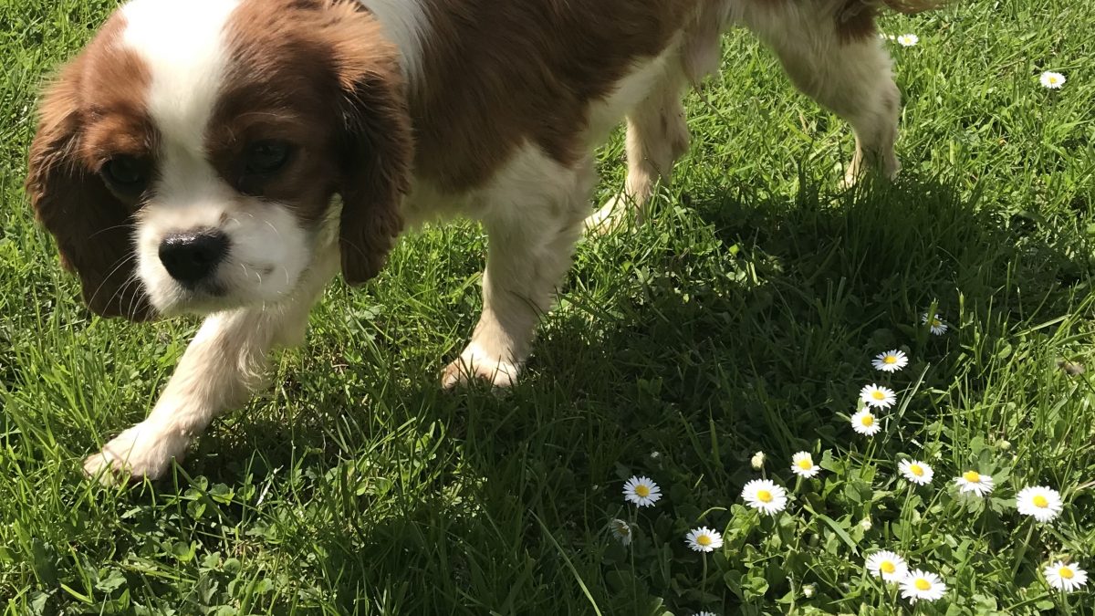 Brodie one year old Cavalier king charles