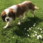 Brodie one year old Cavalier king charles