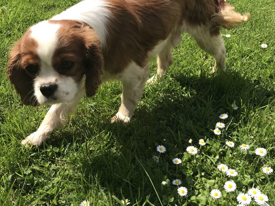 Brodie one year old Cavalier king charles