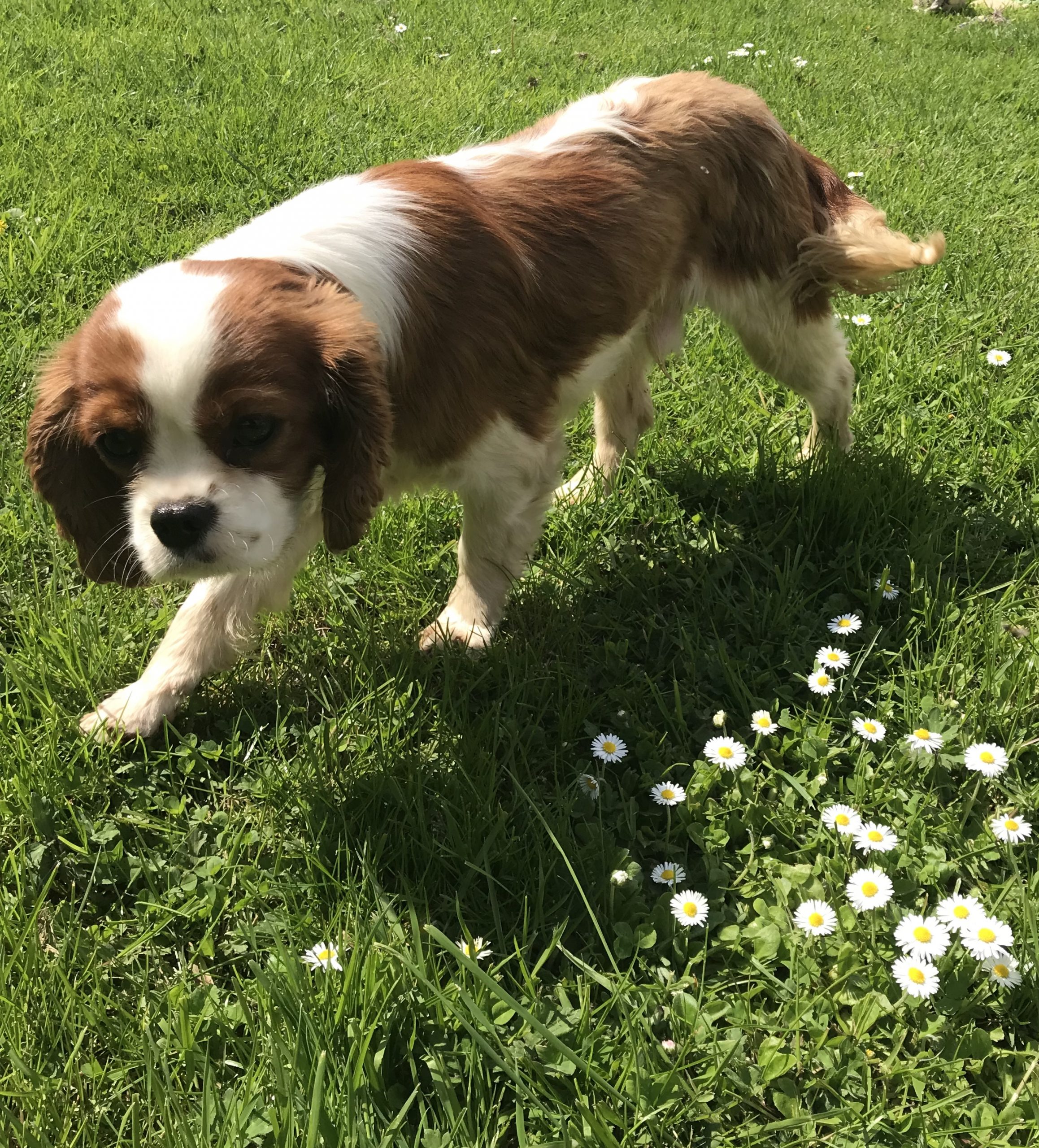 Brodie one year old Cavalier king charles
