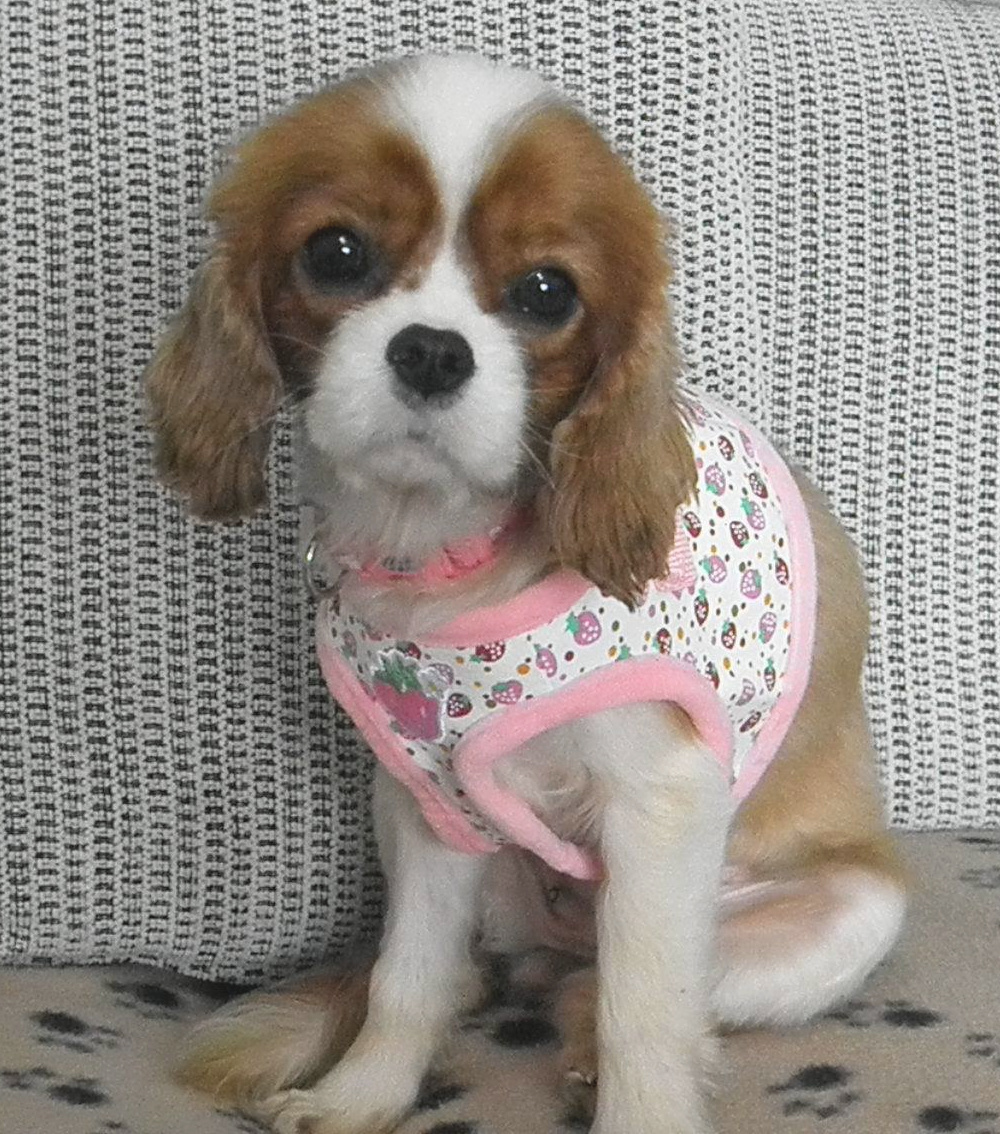 Mia Blenhiem Cavalier age 1 year
