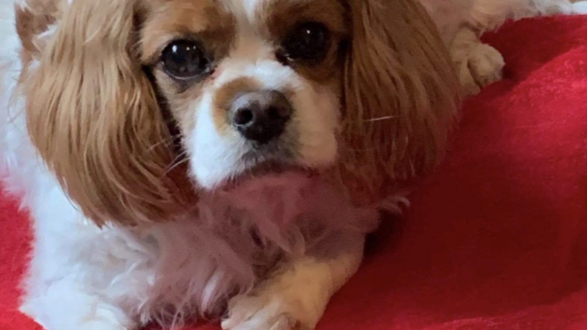 Alfie 9 year old Blenhiem Cavalier King Charles Spaniel