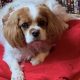 Alfie 9 year old Blenhiem Cavalier King Charles Spaniel