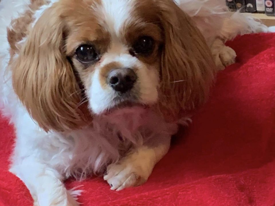 Alfie 9 year old Blenhiem Cavalier King Charles Spaniel