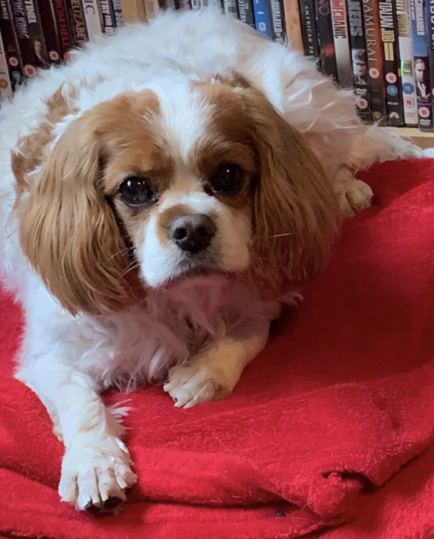 Alfie 9 year old Blenhiem Cavalier King Charles Spaniel