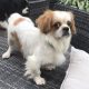 Ricky Cavalier x Tibetan Spaniel age 4