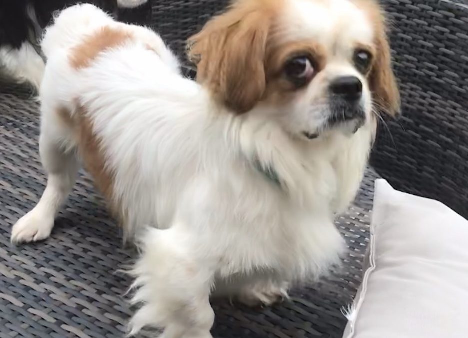 Ricky Cavalier x Tibetan Spaniel age 4