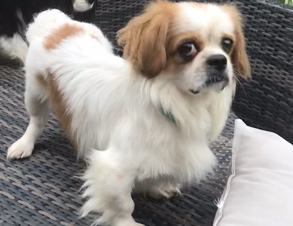 Ricky Cavalier x Tibetan Spaniel age 4