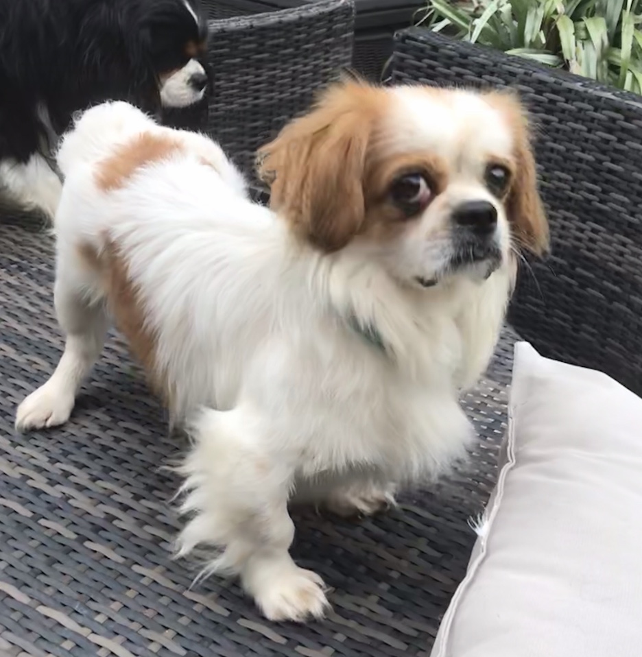 tibetan spaniel x cavalier