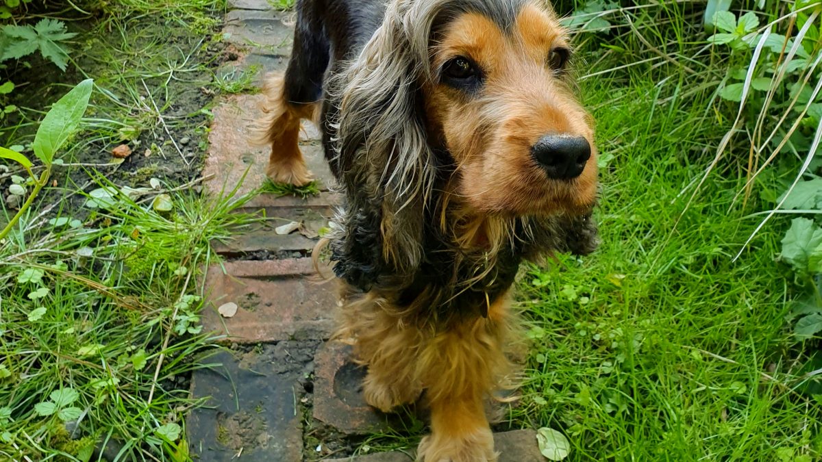 Darcy 4 year old Cocker Spaniel