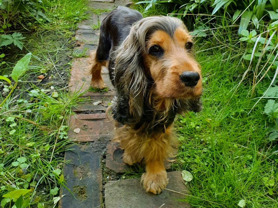 Darcy 4 year old Cocker Spaniel