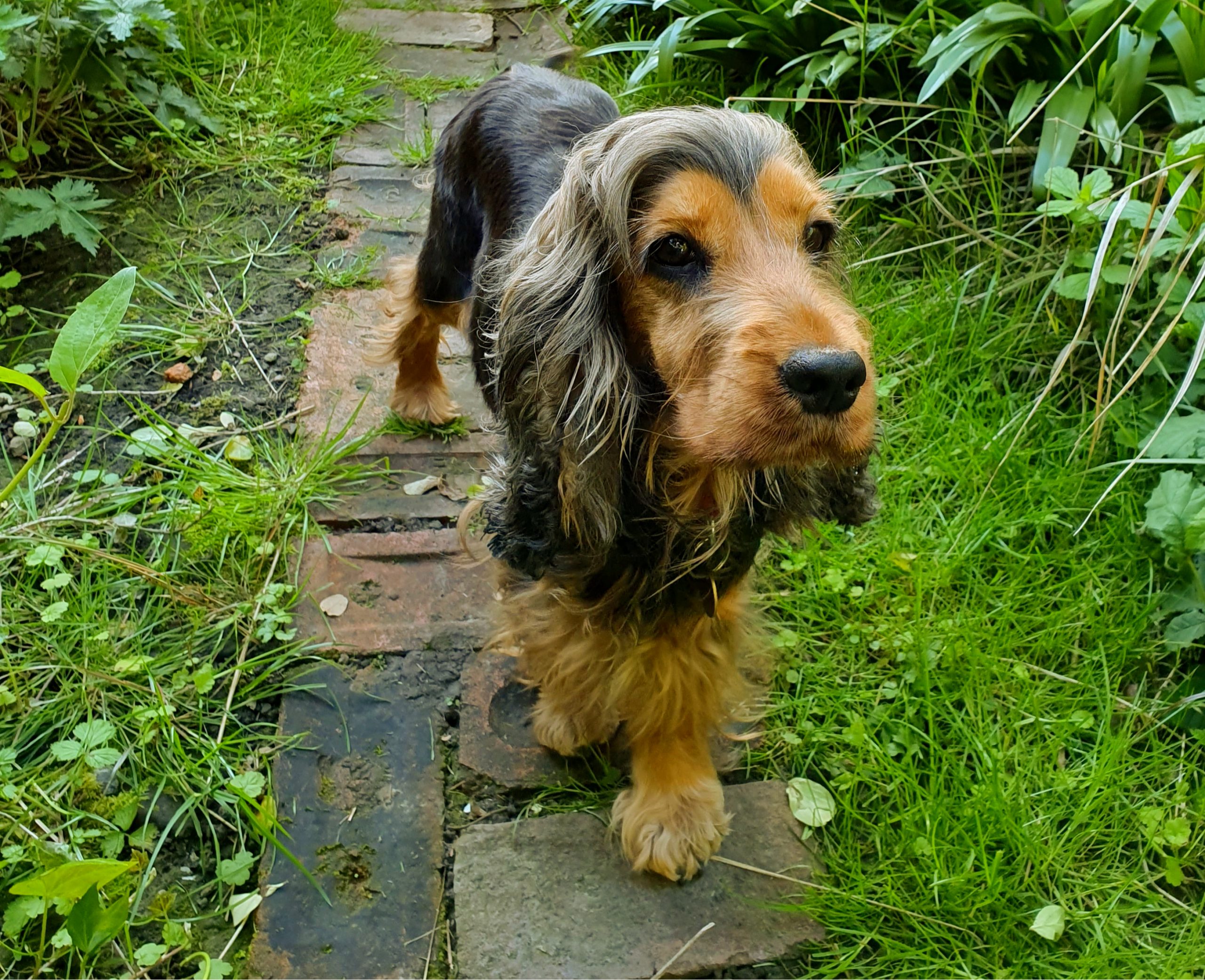 Darcy 4 year old Cocker Spaniel