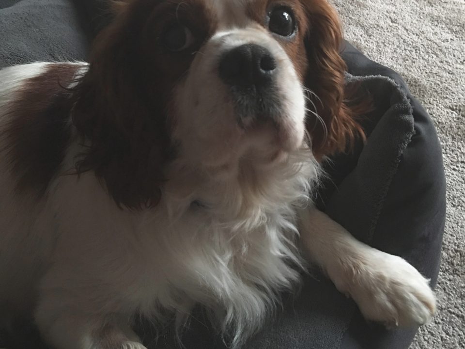 Dexter Blenheim Cavalier age 6