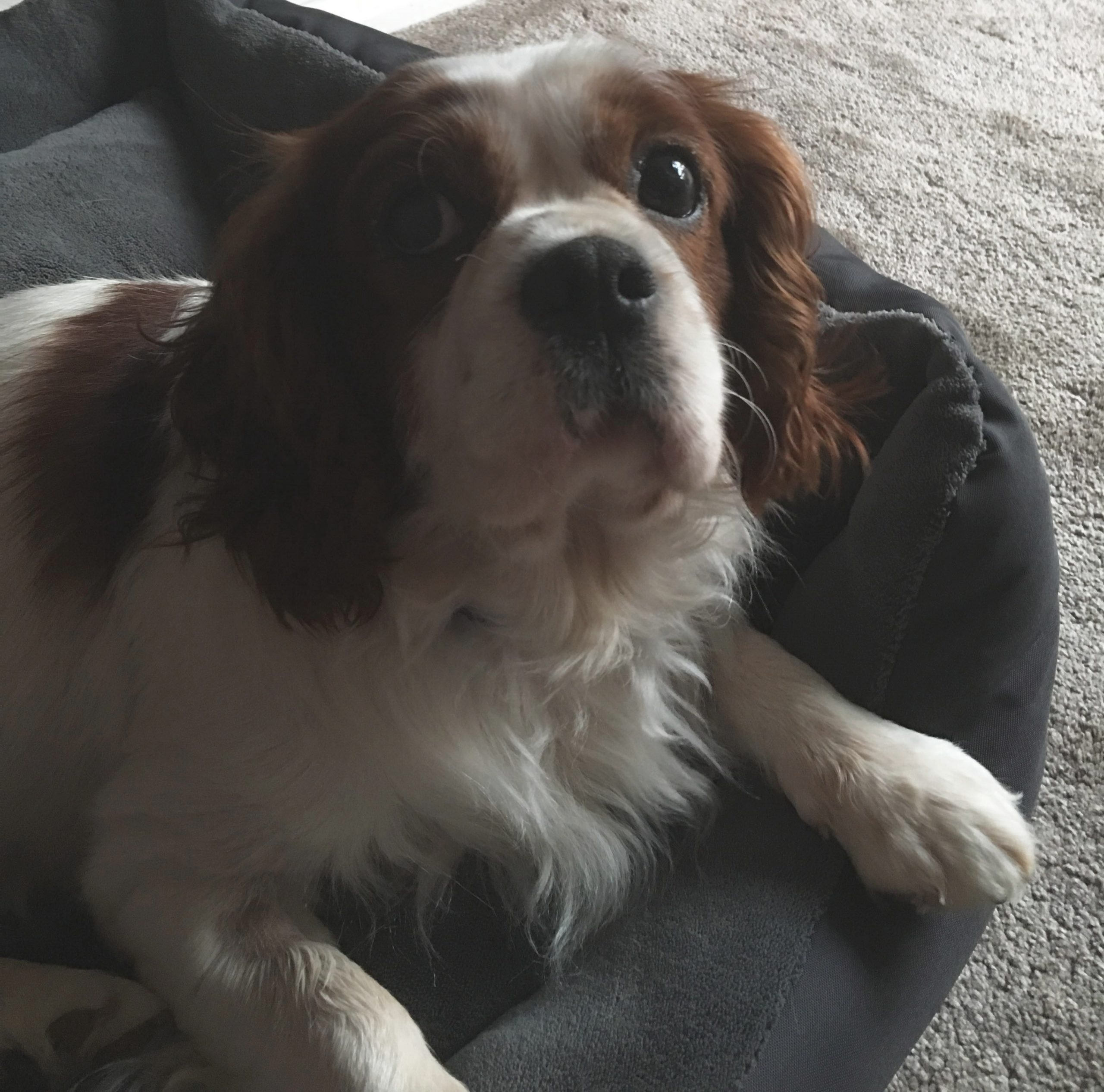 Dexter Blenheim Cavalier age 6