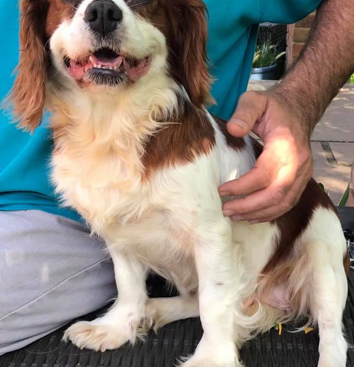 Daisy Blenheim Cavalier age 5 years