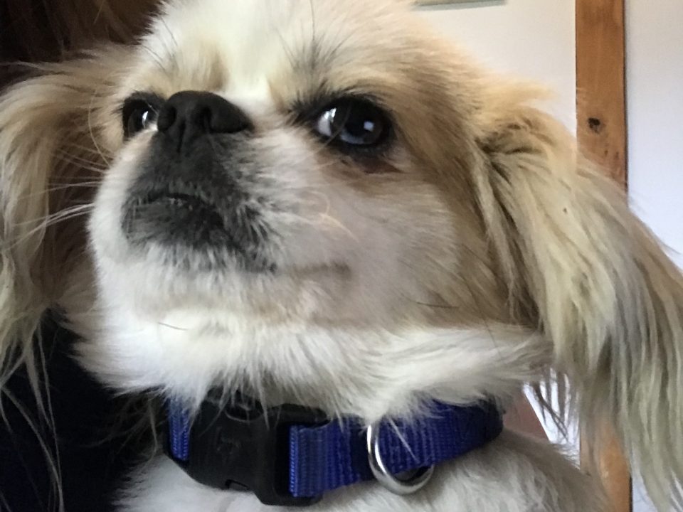 Maxi Tibetan Spaniel