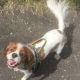 Charlie Cavalier King Charles Spaniel boy age 4