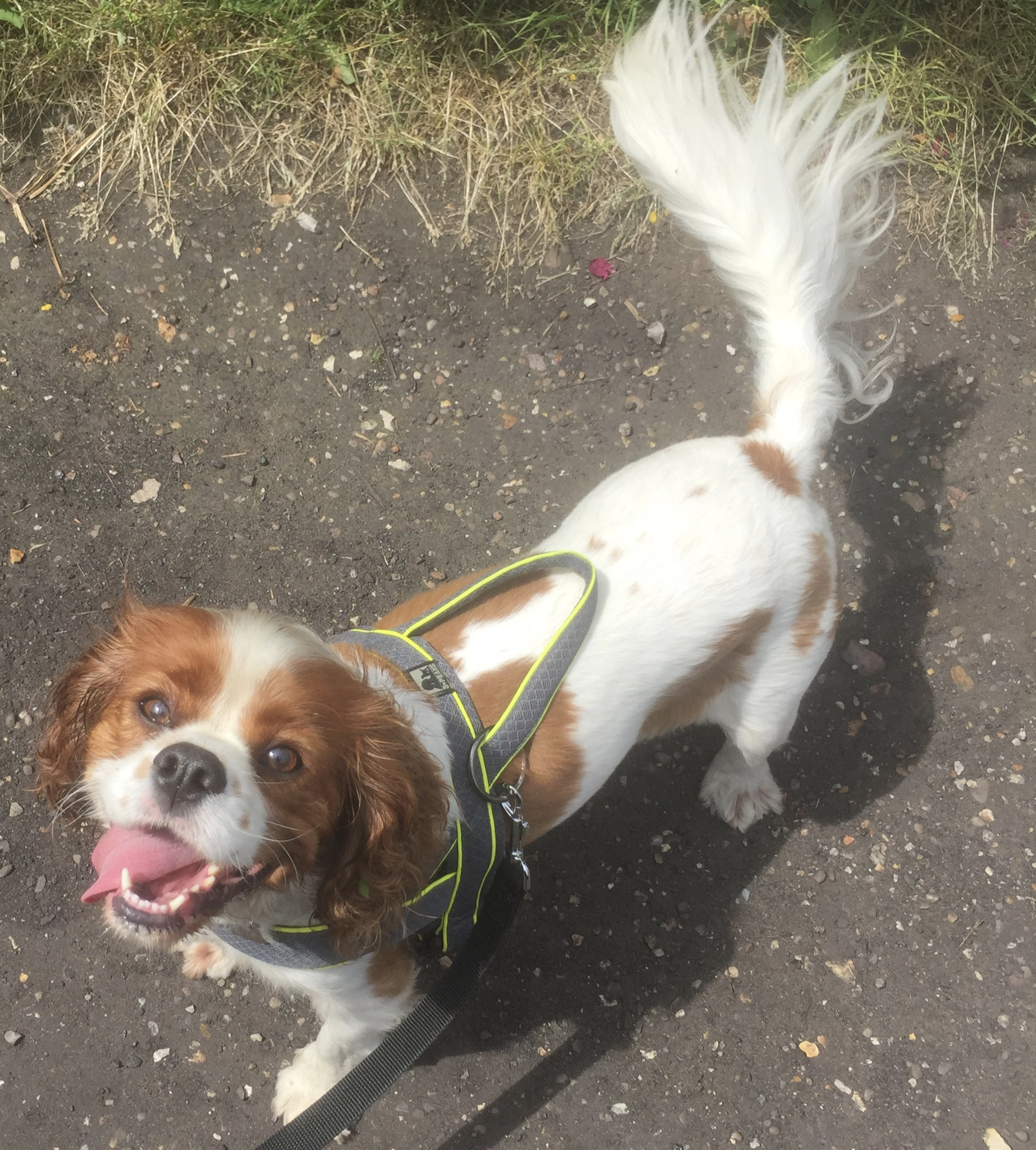 Charlie Cavalier King Charles Spaniel boy age 4