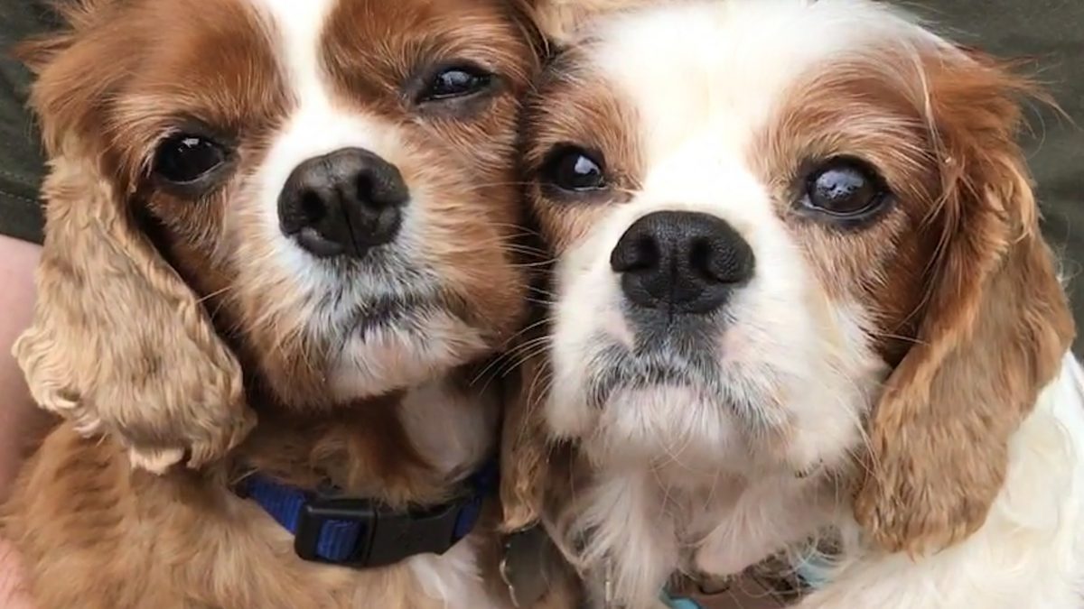 Fudge and Biscuit Cavalier king charles age 7 and 5