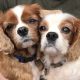 Fudge and Biscuit Cavalier king charles age 7 and 5