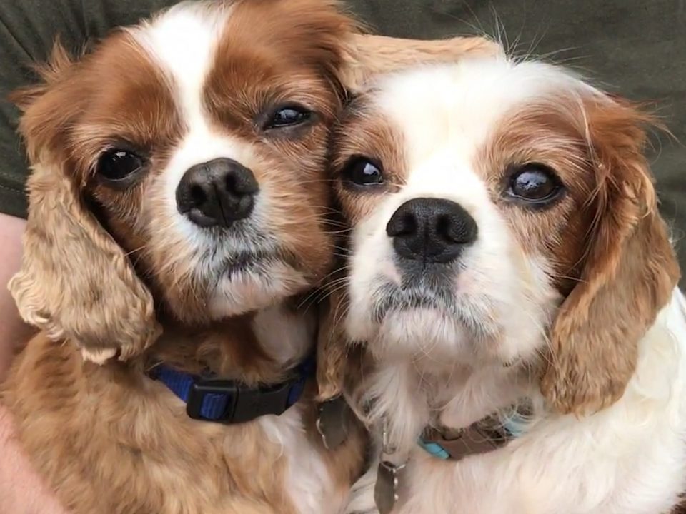 Fudge and Biscuit Cavalier king charles age 7 and 5