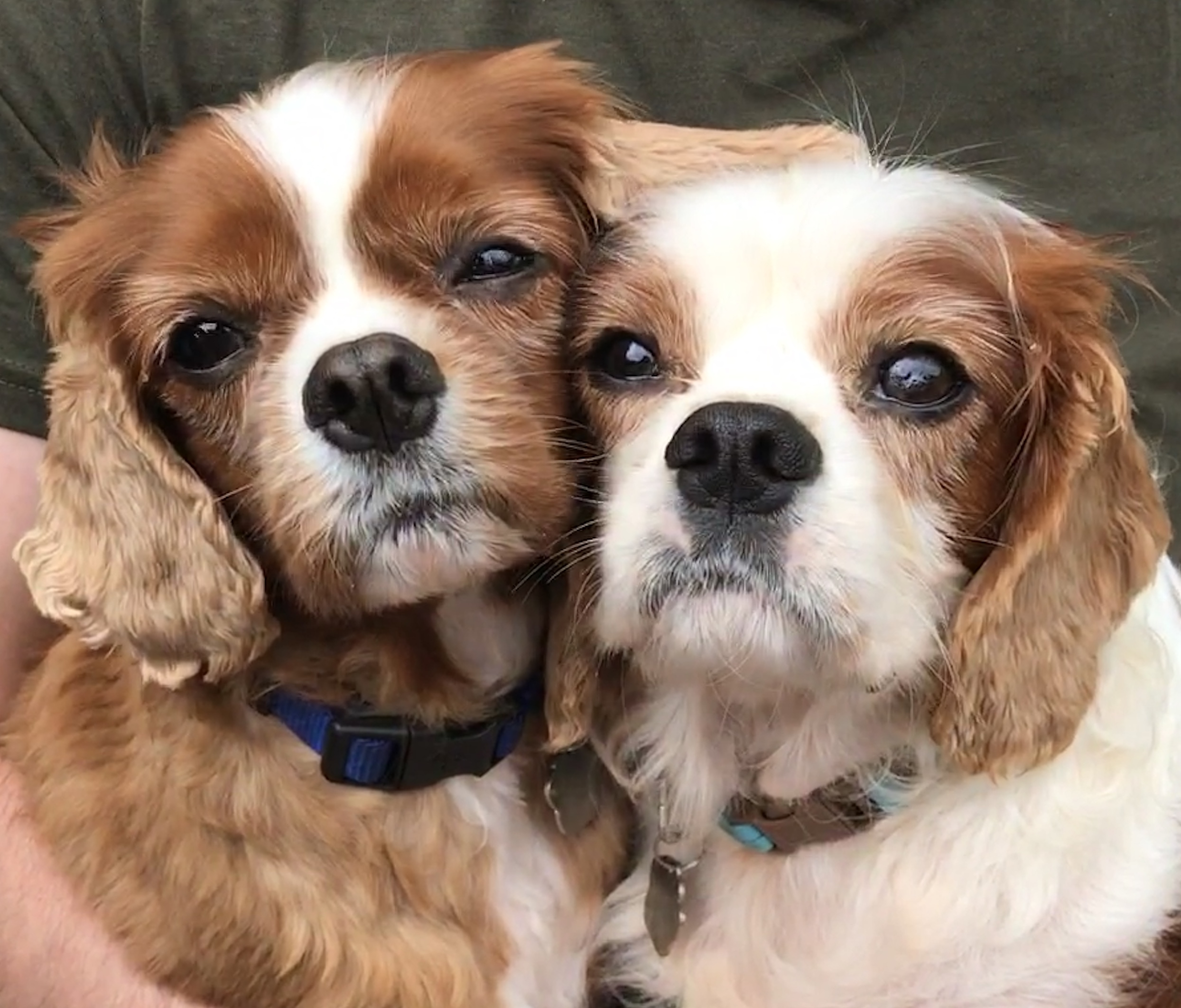 Fudge and Biscuit Cavalier king charles age 7 and 5