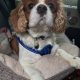 Monty Blenheim Cavalier King Charles Spaniel age 6