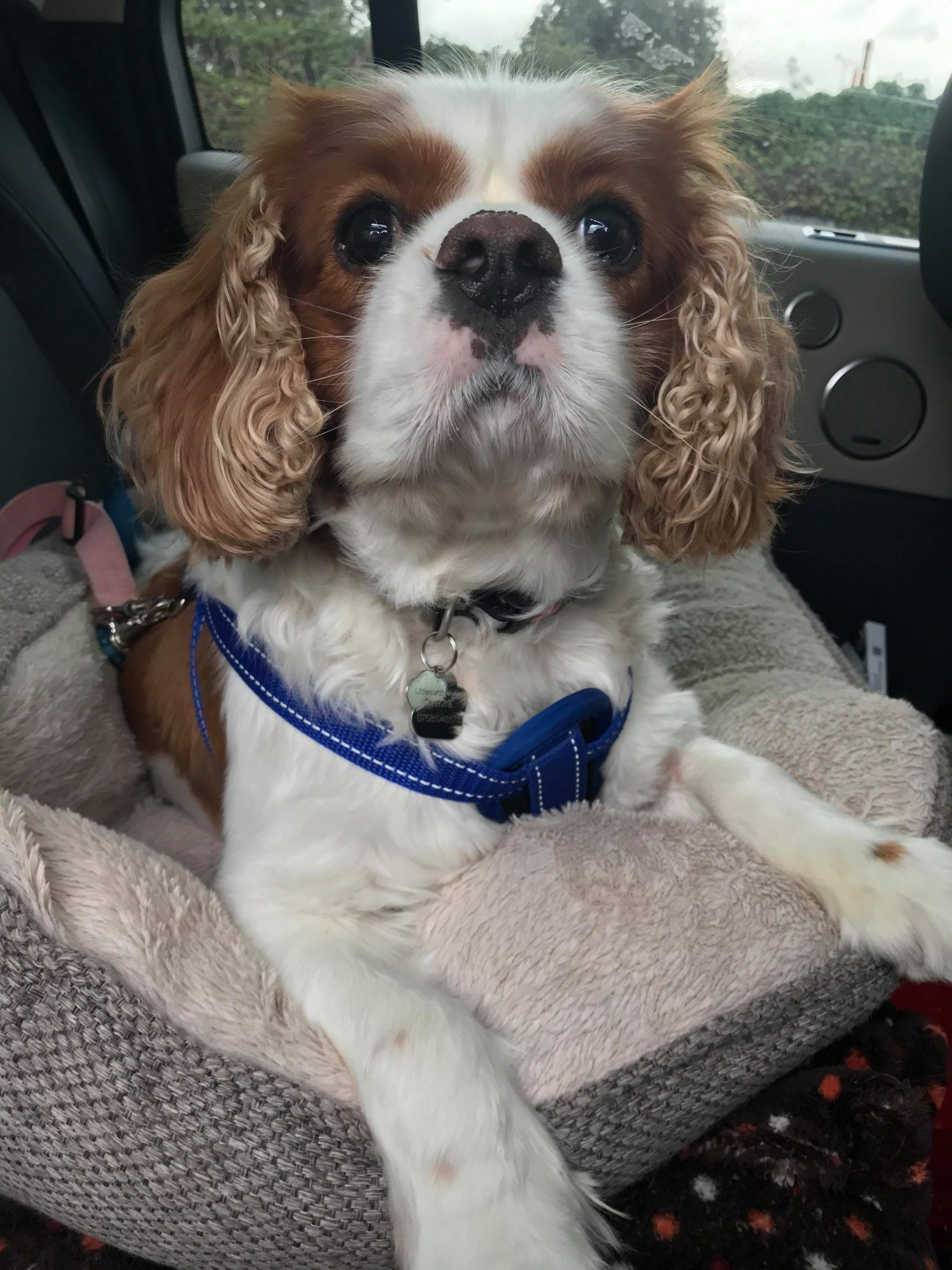 Monty Blenheim Cavalier King Charles Spaniel age 6